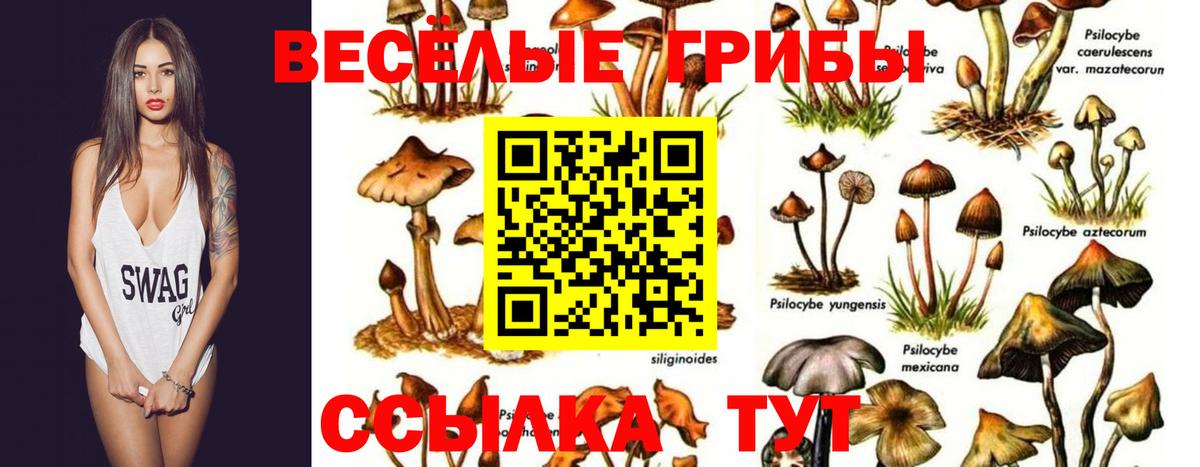 Галлюциногенные грибы Psilocybe Североуральск